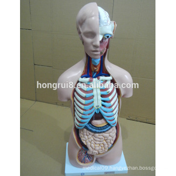 ISO 85CM Sexless Human Torso Model 20 Parts, anatomical model